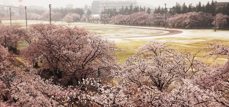 満開の桜と季節外れの雪