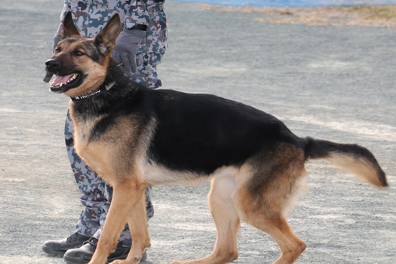 災害救助犬アナ号