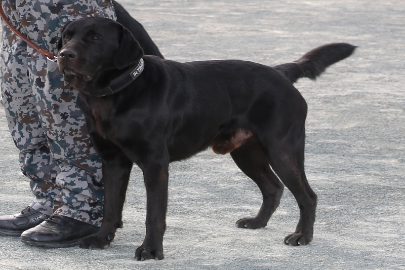 災害救助犬ジャッキー号