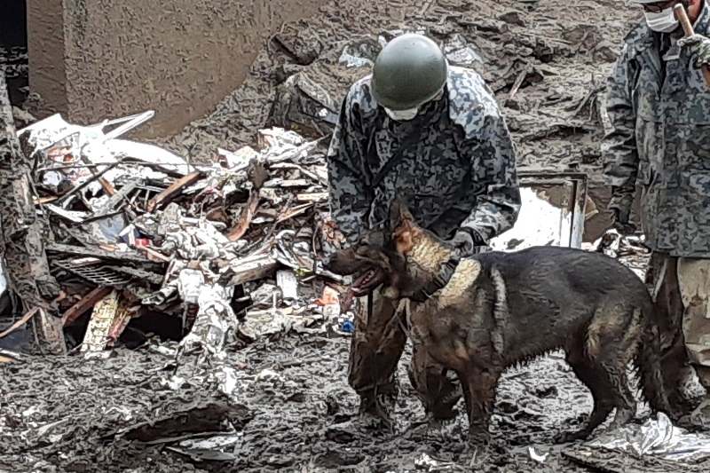 捜索を開始する救助犬ムギ