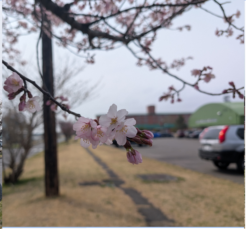 さくら開花