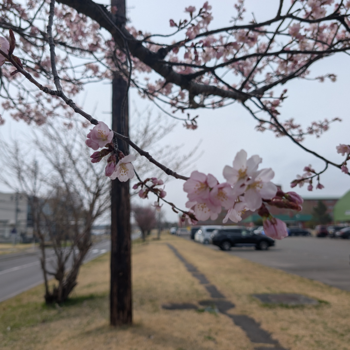 さくら開花