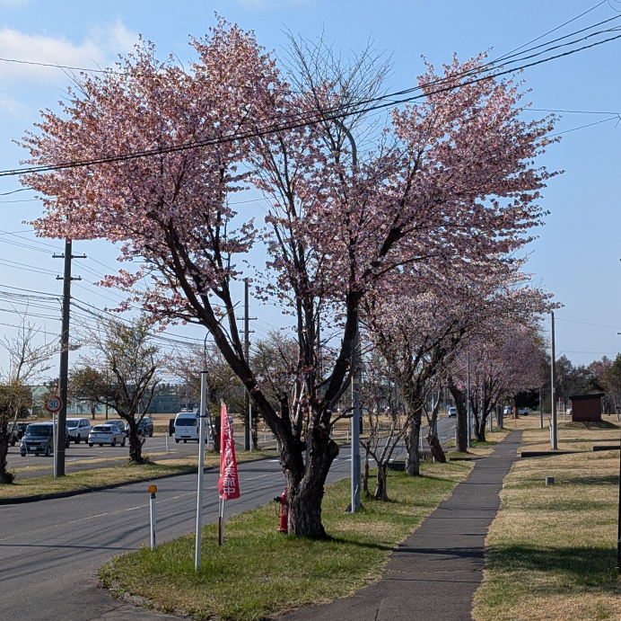 さくら満開