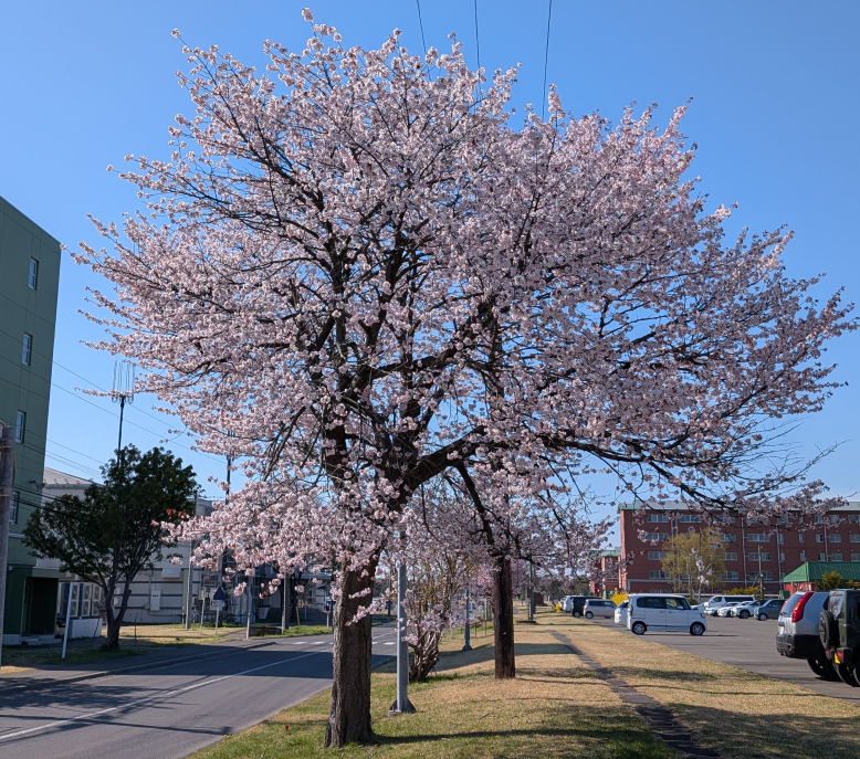 さくら満開