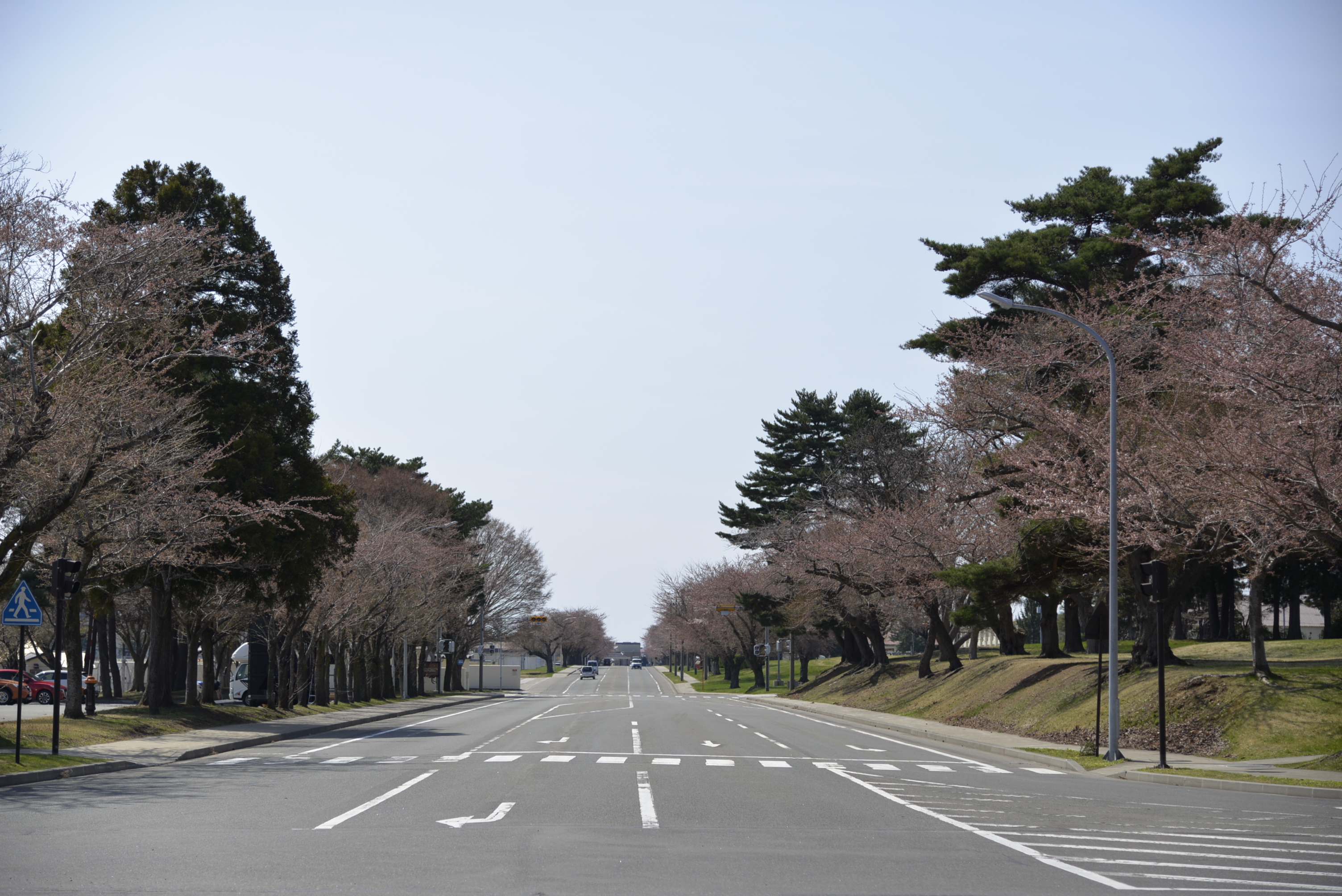 桜1