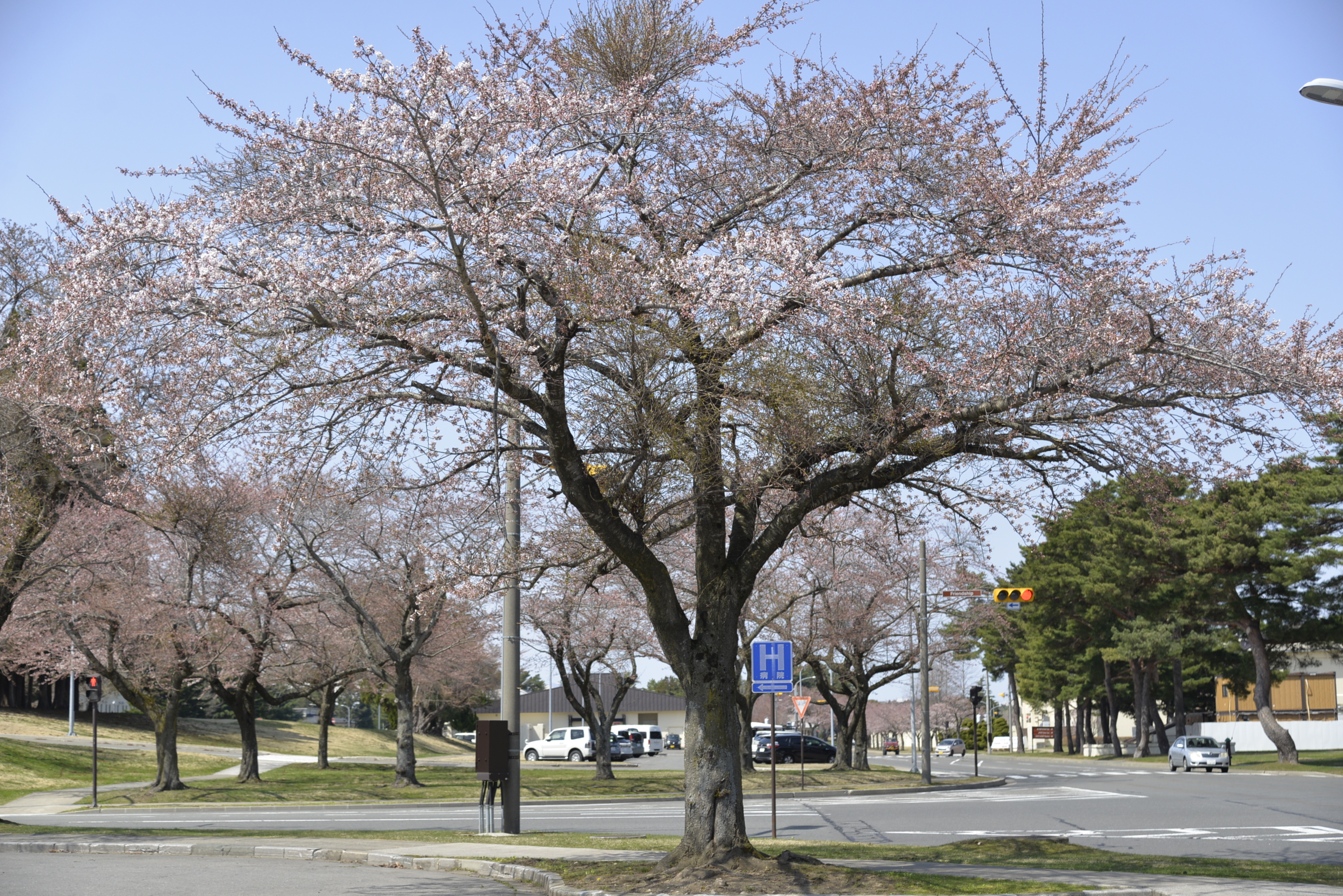 桜2
