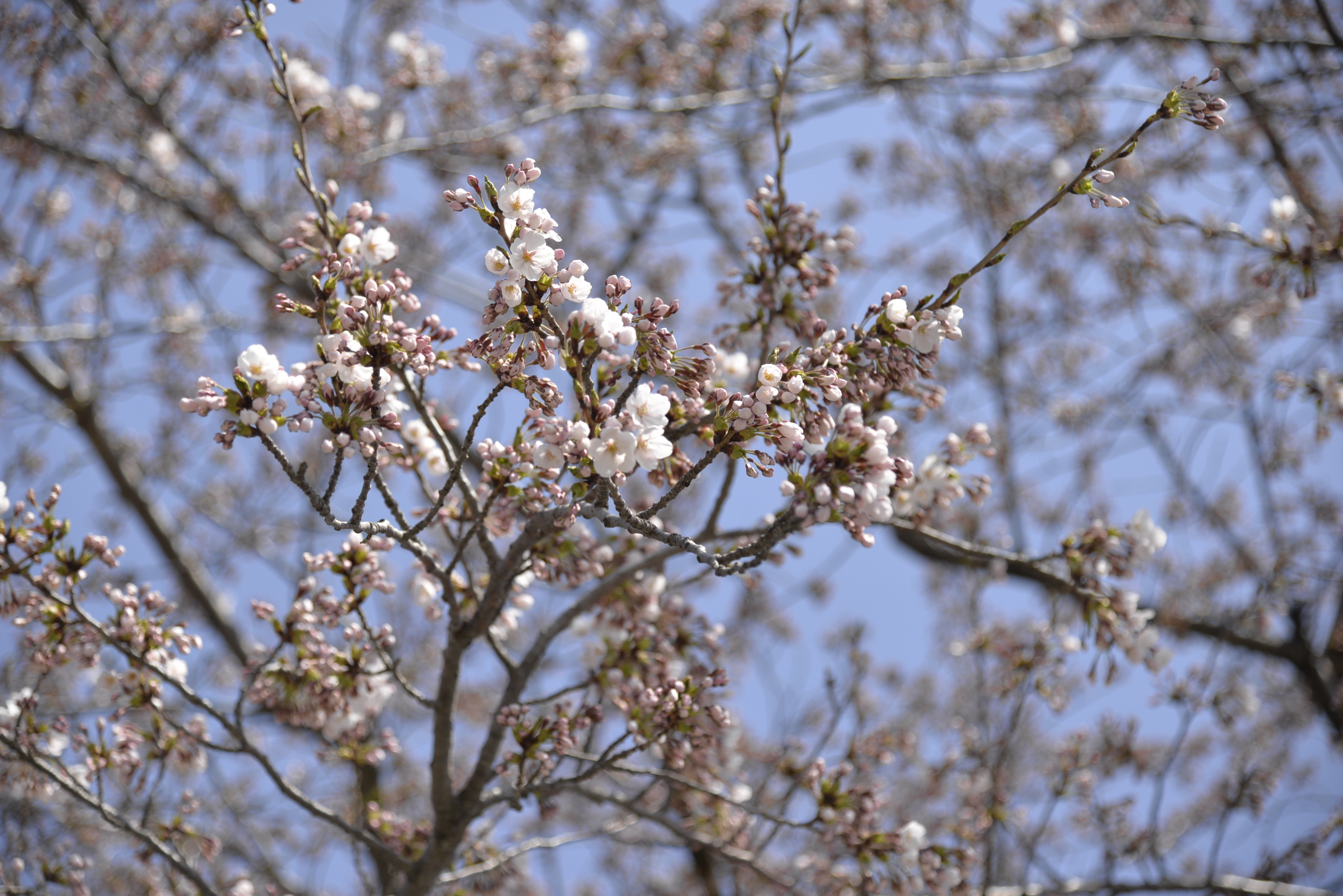 桜3