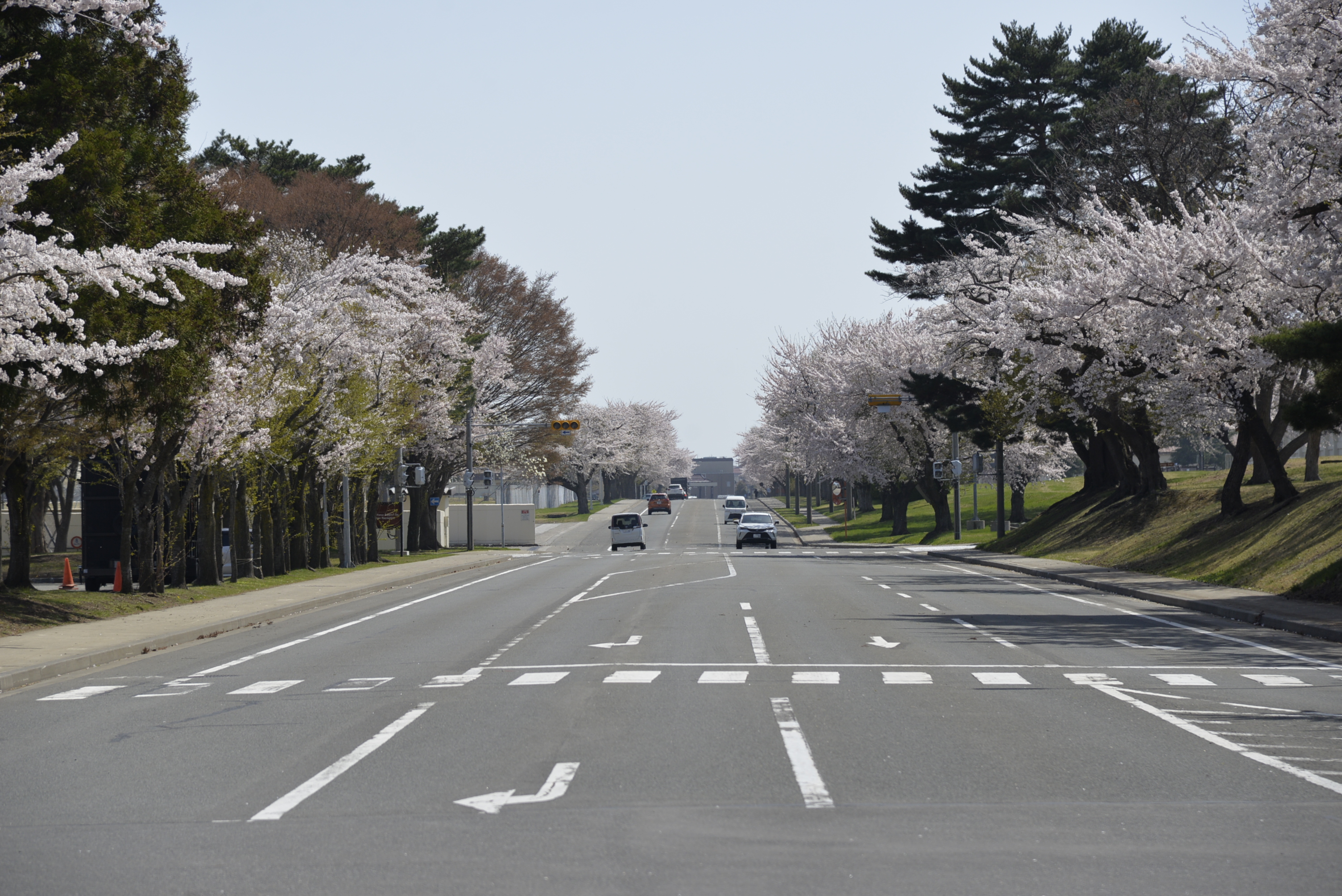 桜1