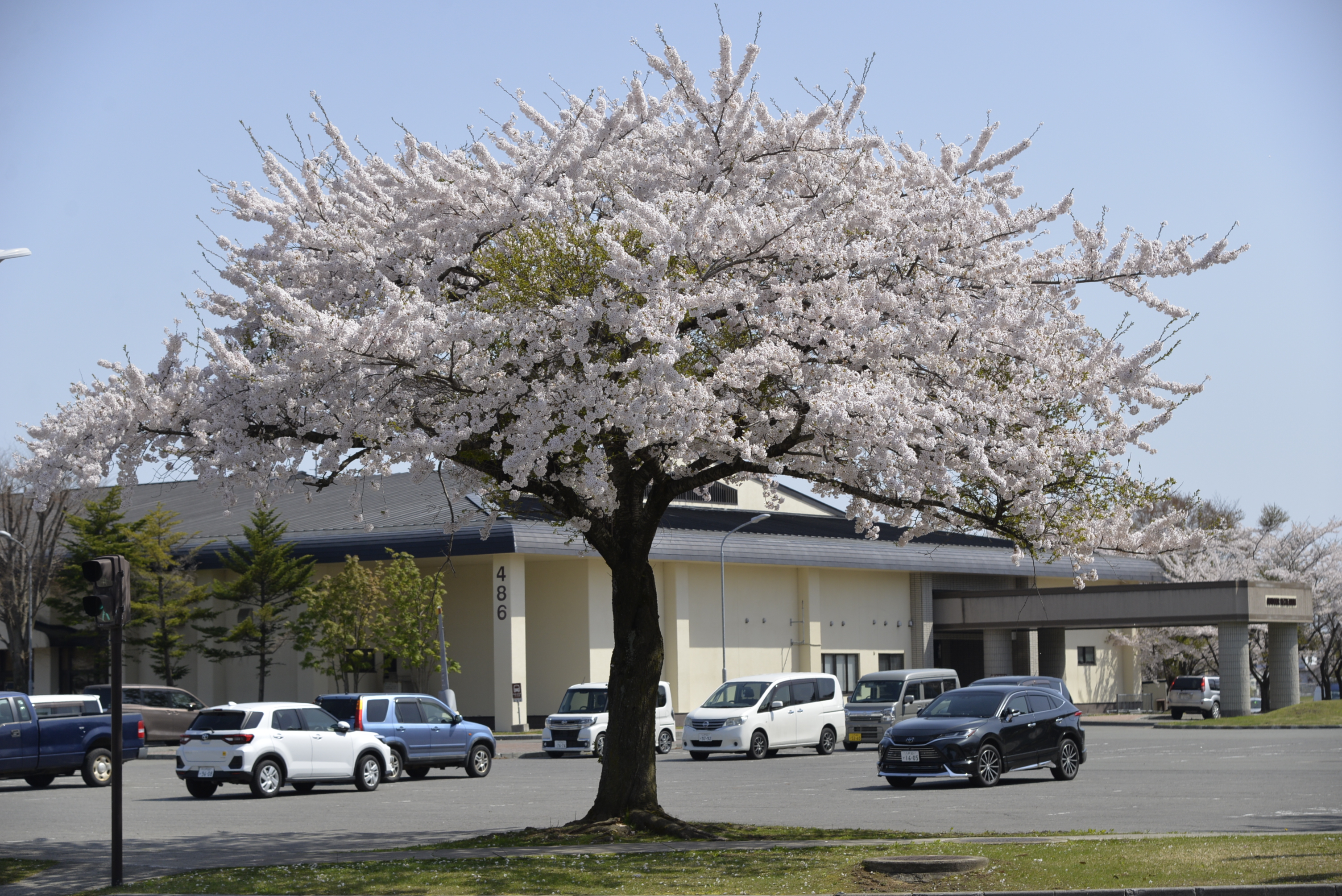 桜2