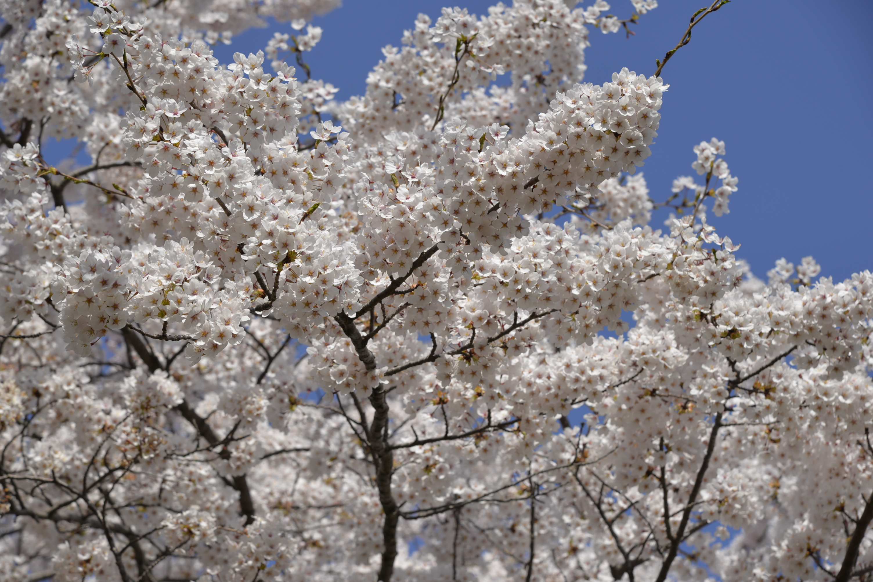 桜3