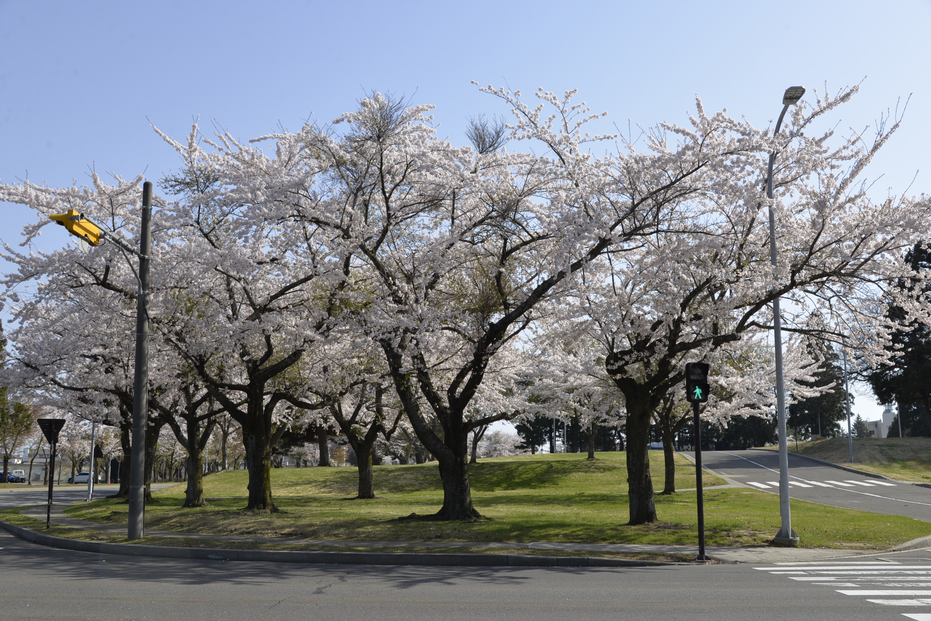桜4