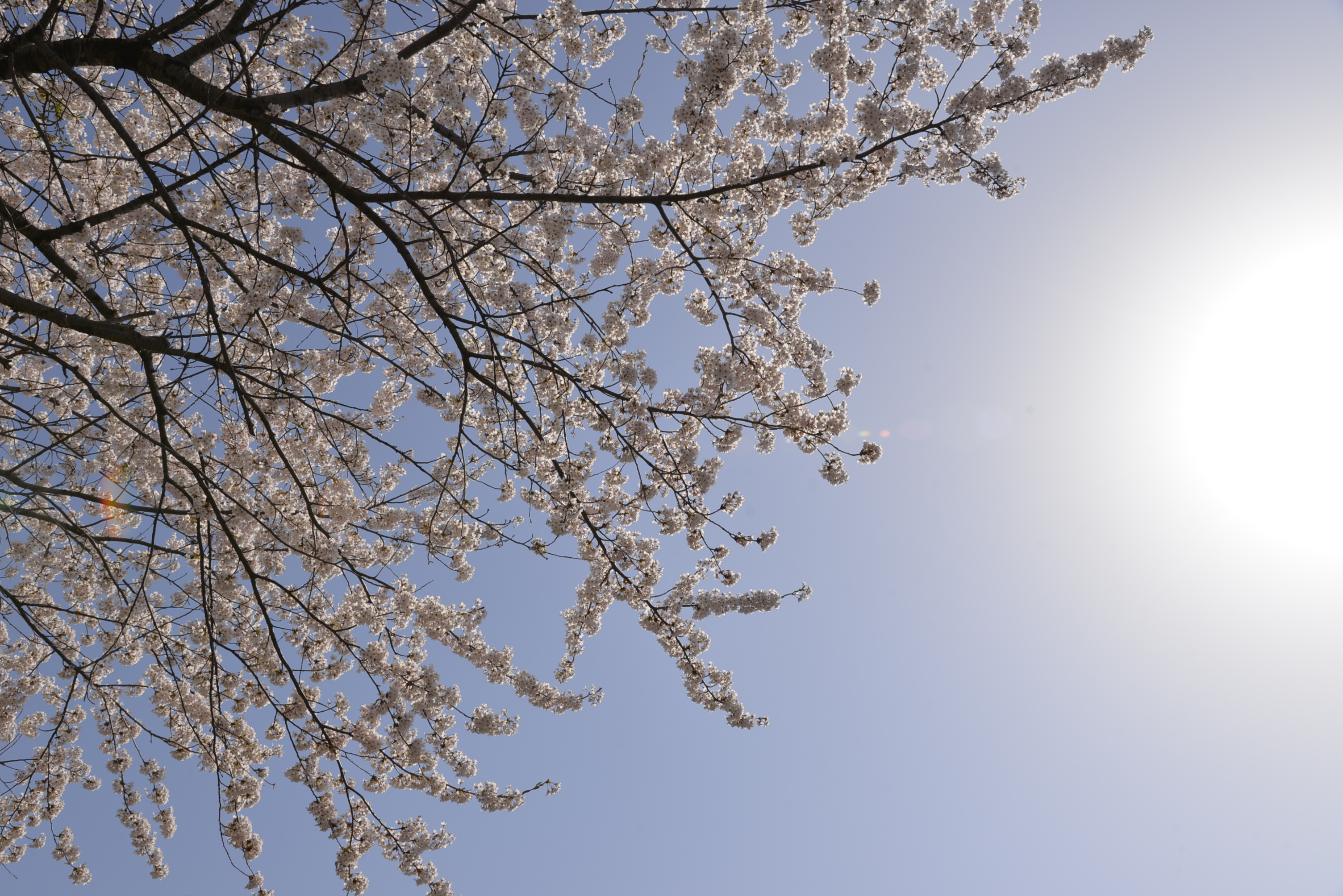 桜5