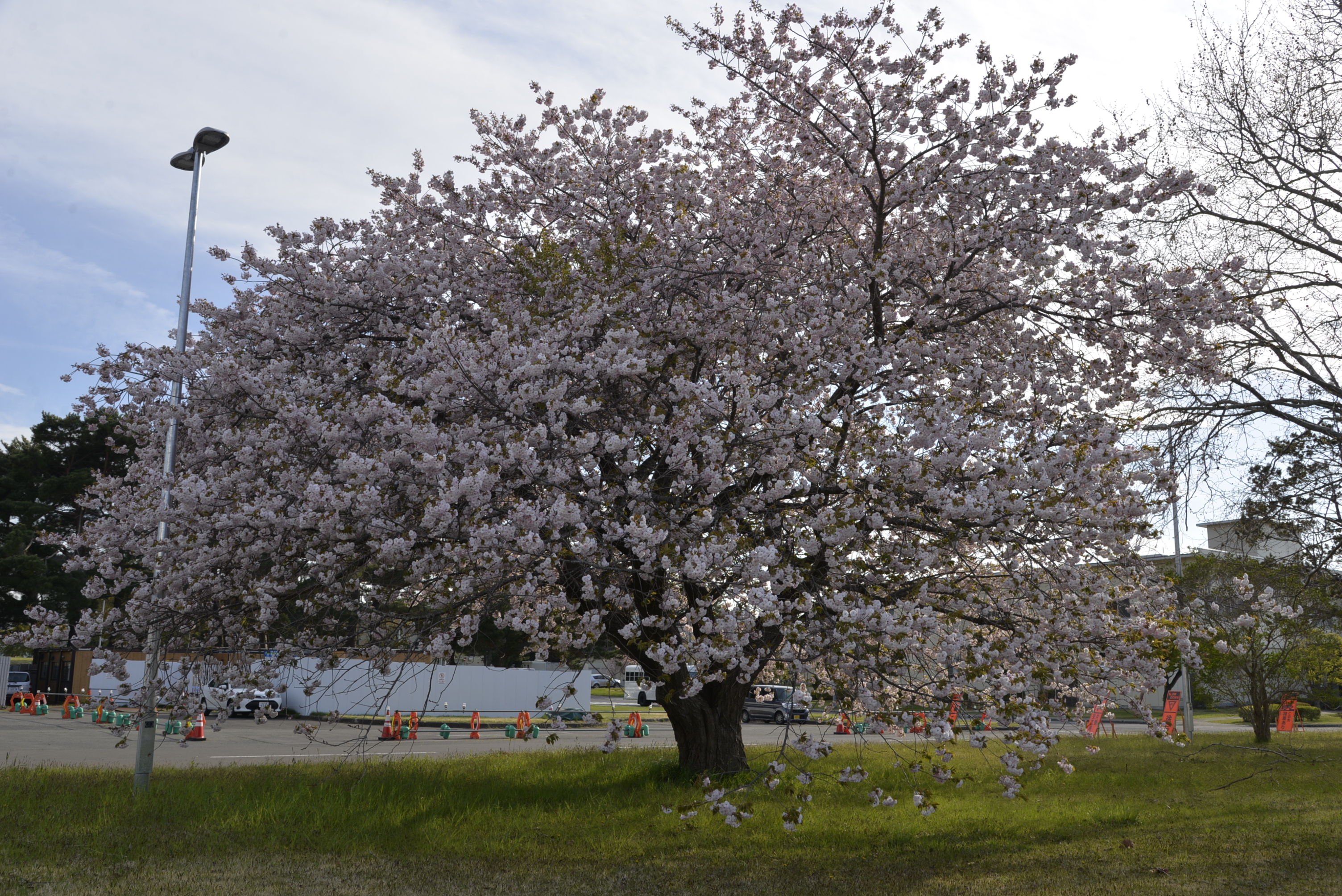 八重桜1