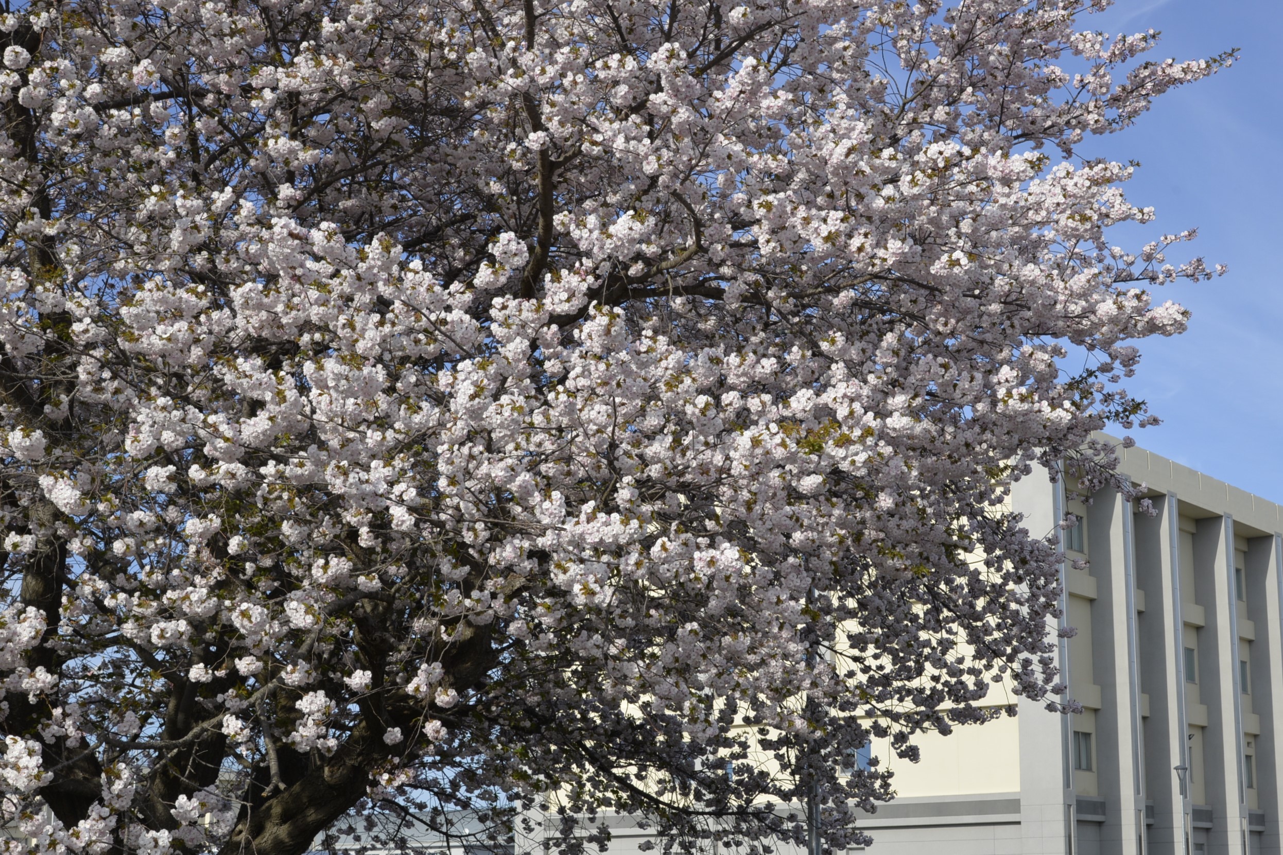 八重桜2