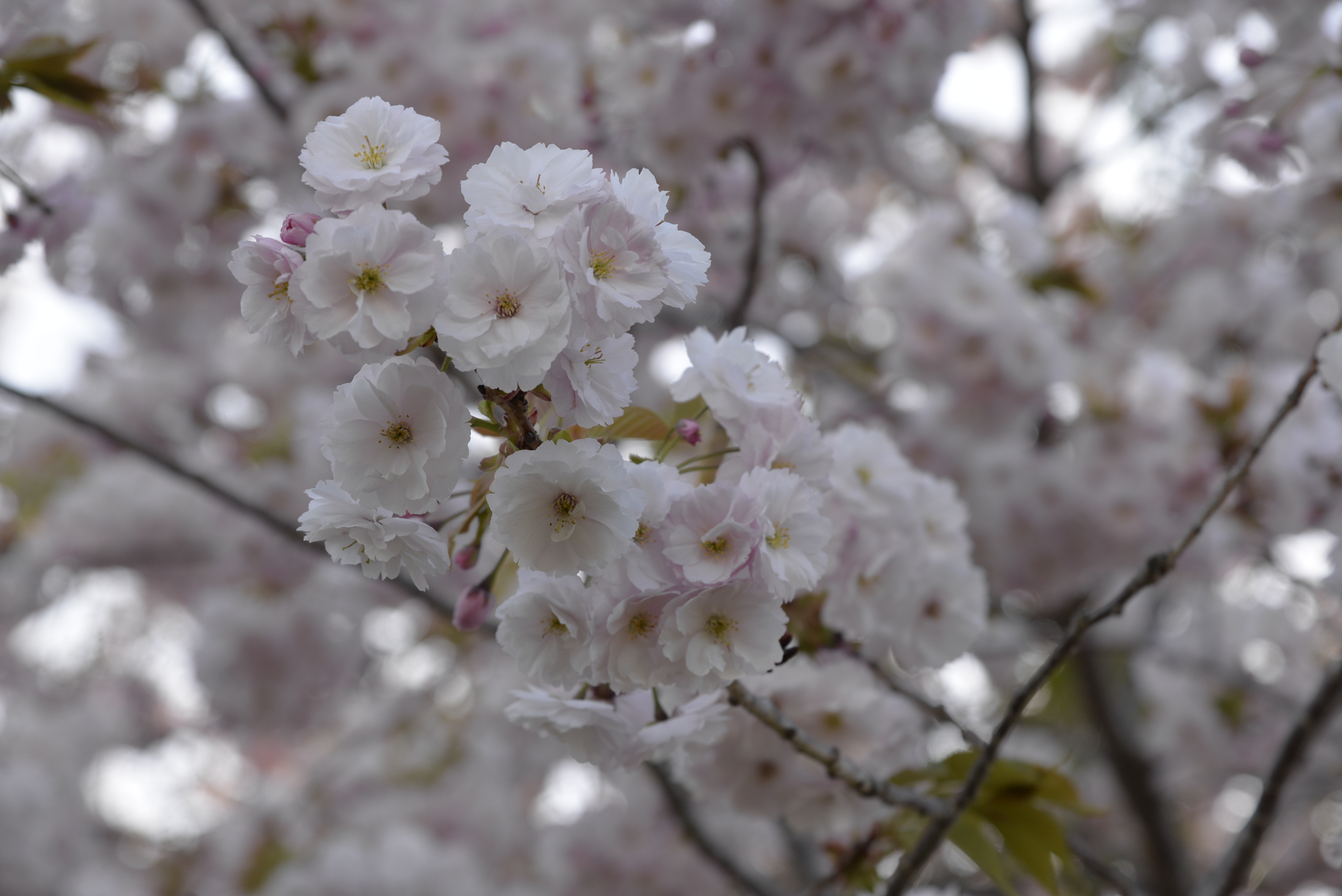 八重桜3