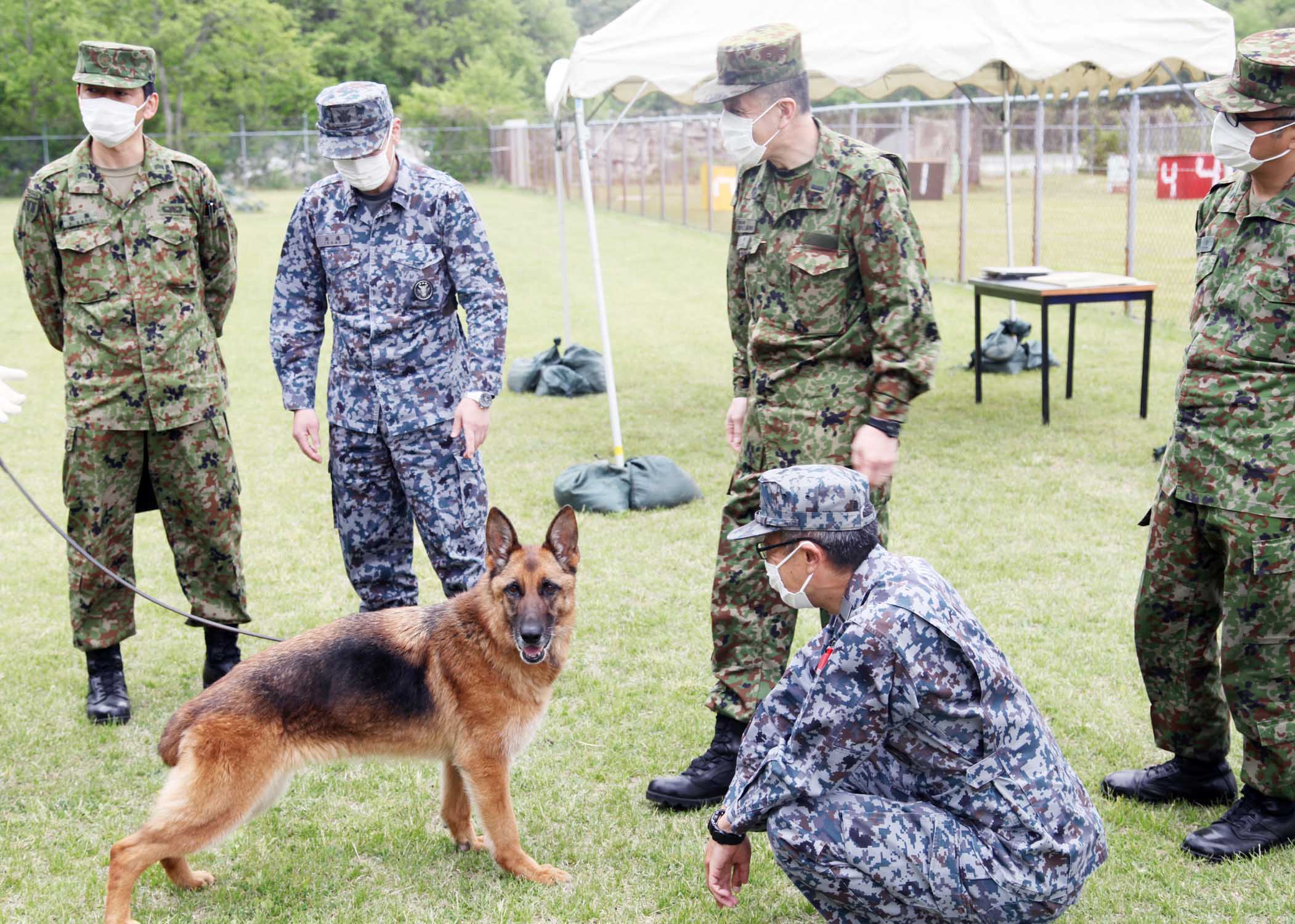 警備犬訓練展示