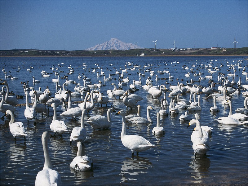 大沼の白鳥