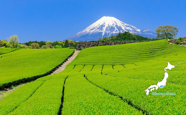 Tea Harvesting