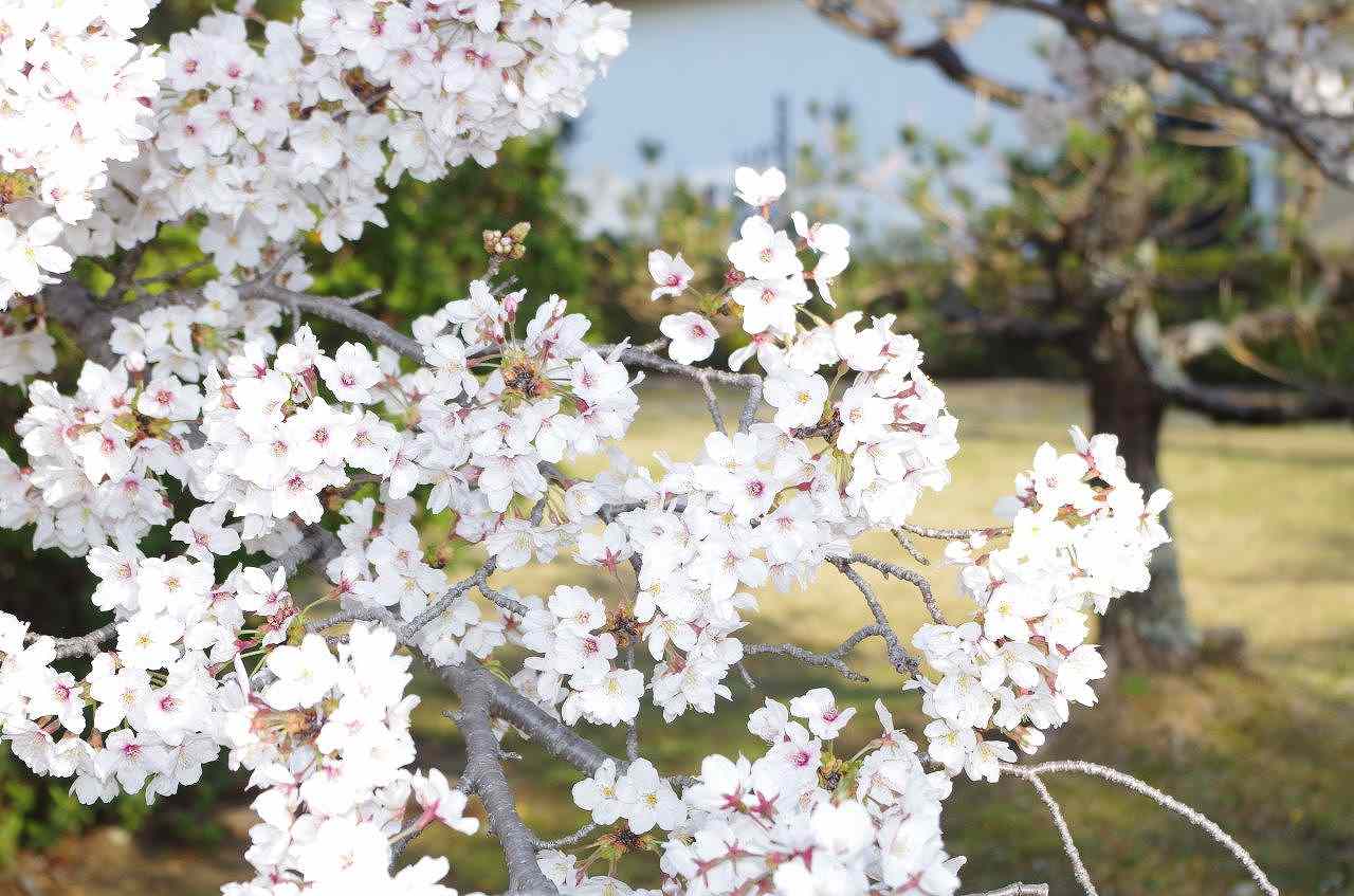 桜01