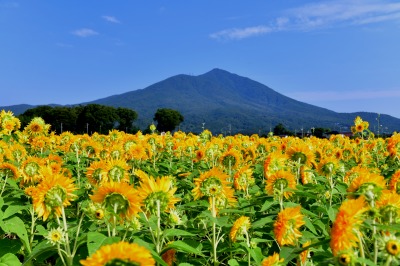 筑波山とひまわり