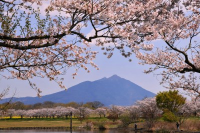 筑波山と桜
