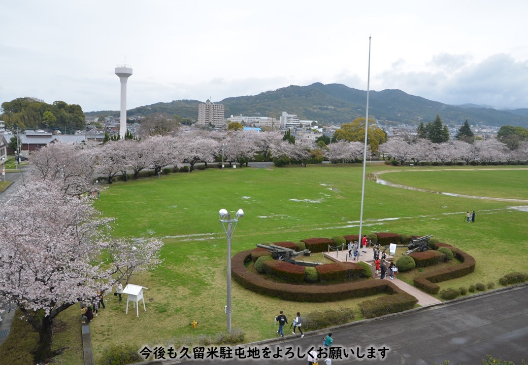 【桜の一般開放】