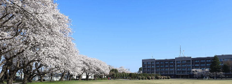 桜と施設学校