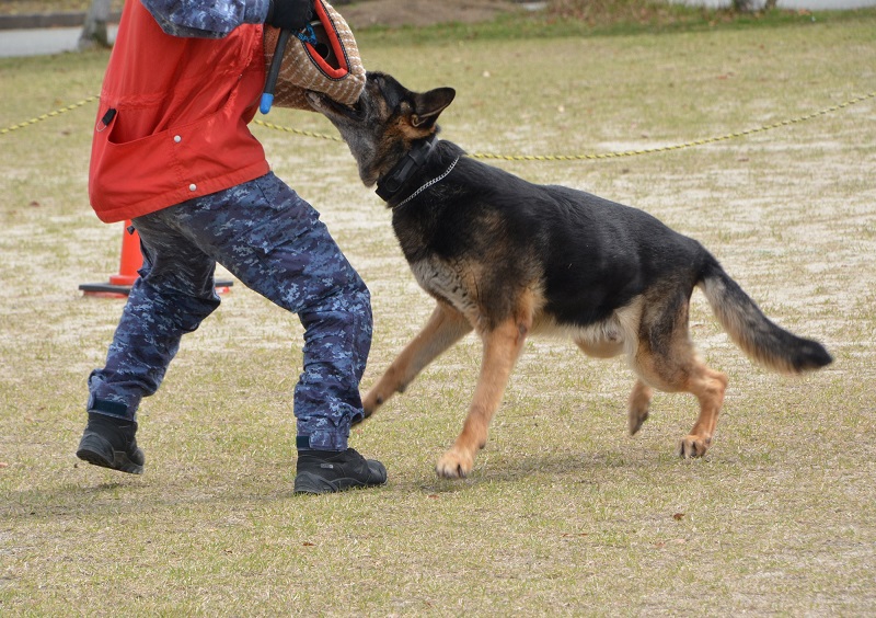 警備犬訓練展示