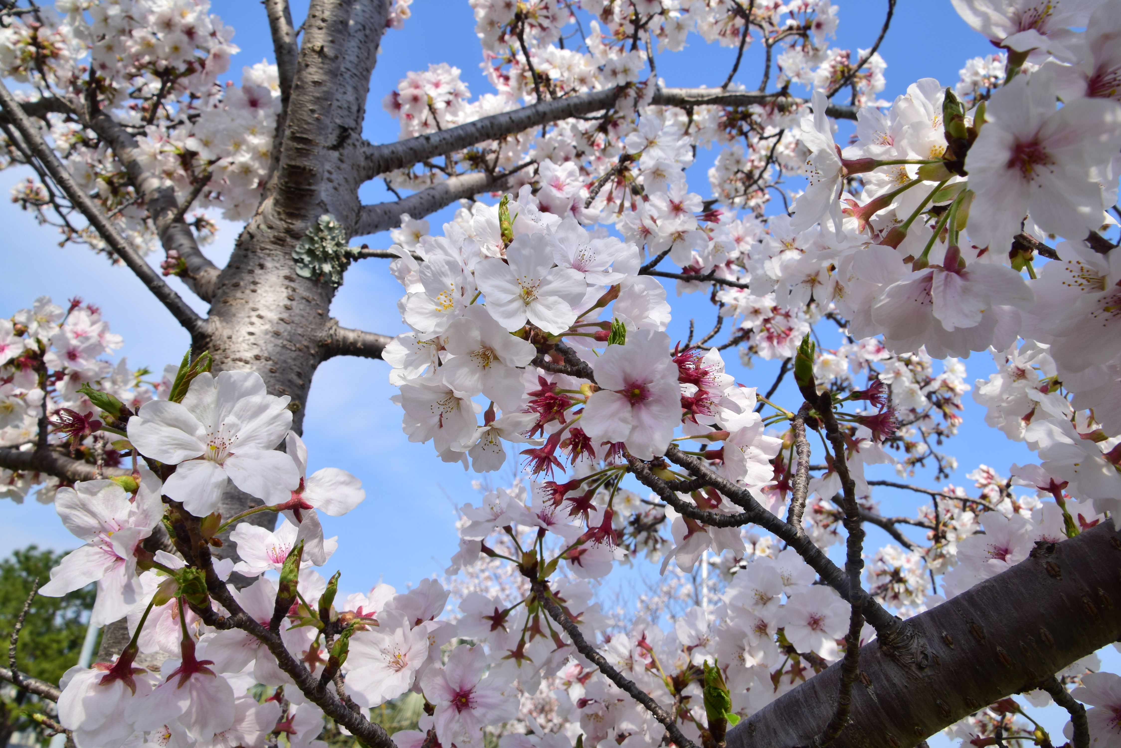 桜の写真