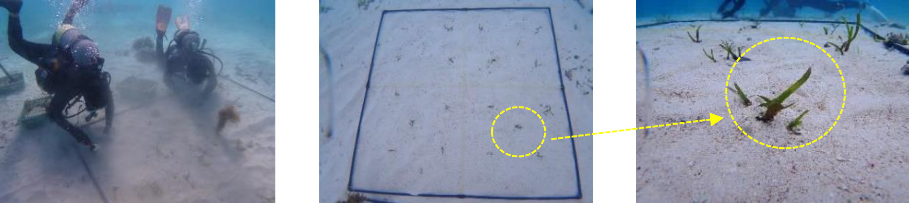 海草の種苗を植え付けの様子
