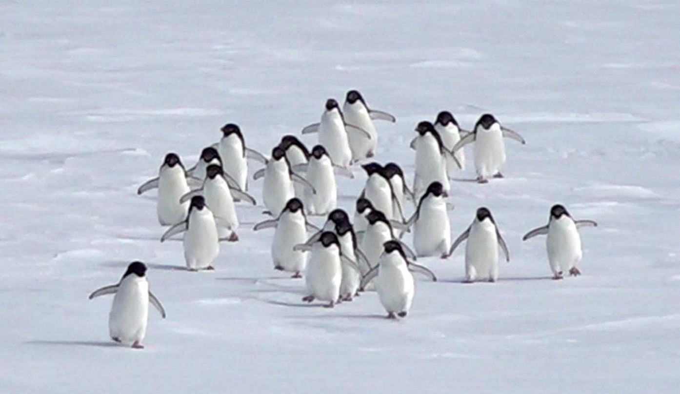 アデリーペンギンの群れに遭遇