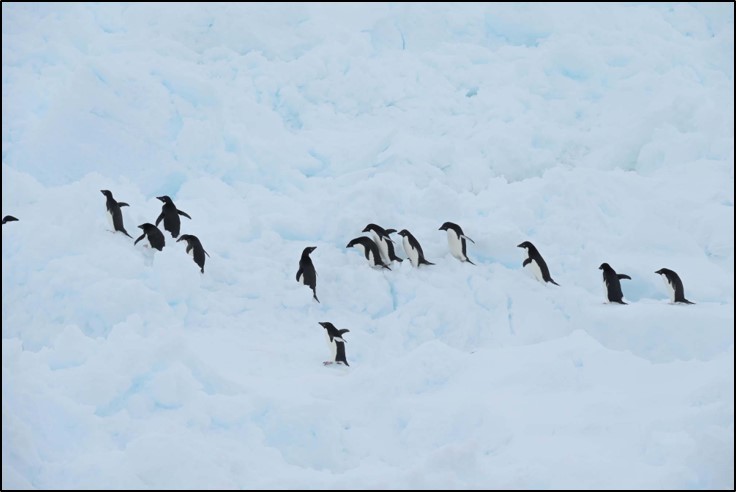 ラミング航行の脇を追い越していくアデリーペンギン