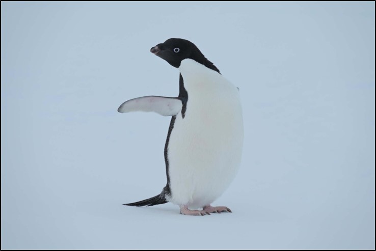 物資輸送の見学に来たアデリーペンギン