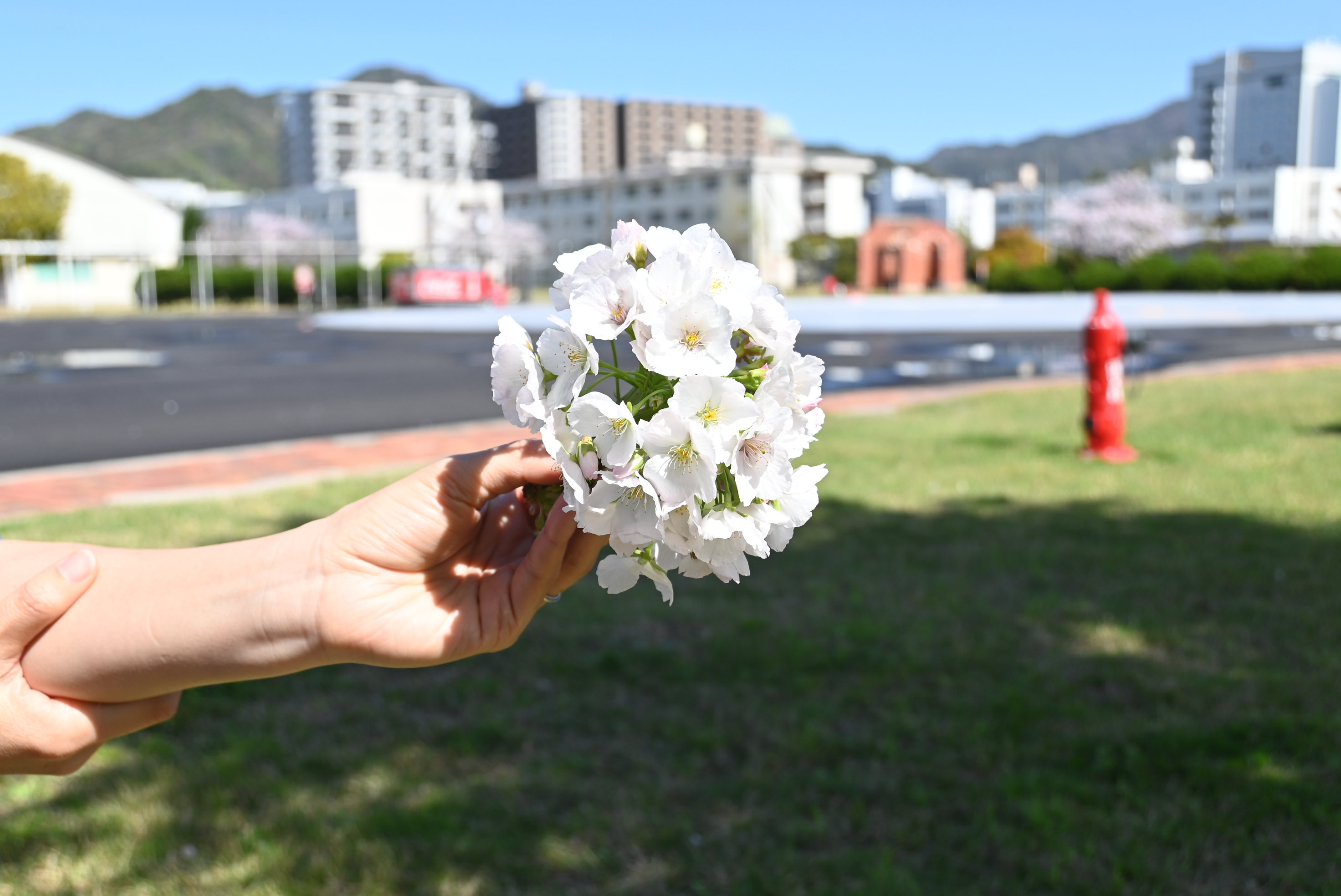 帯化した桜1