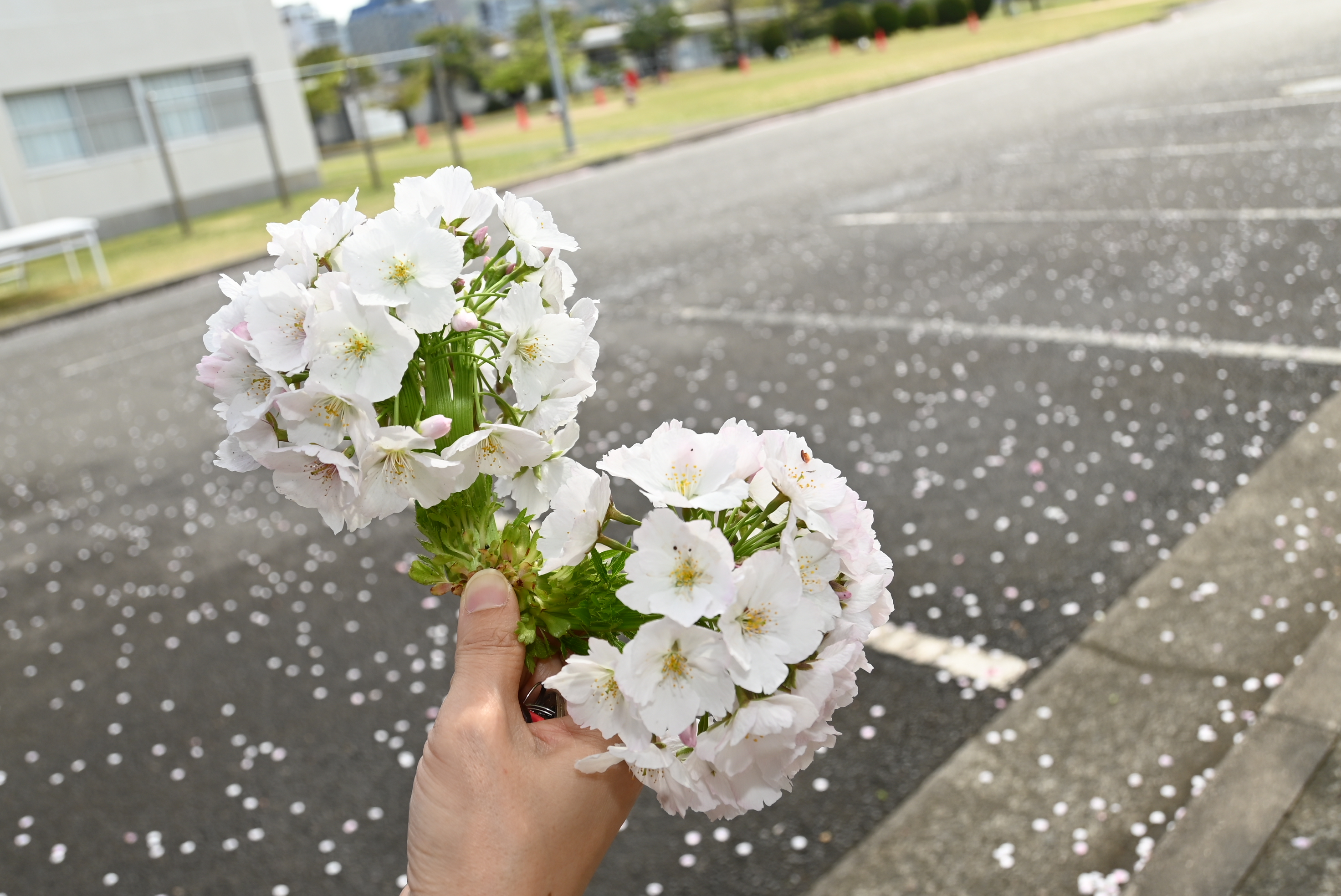帯化した桜2