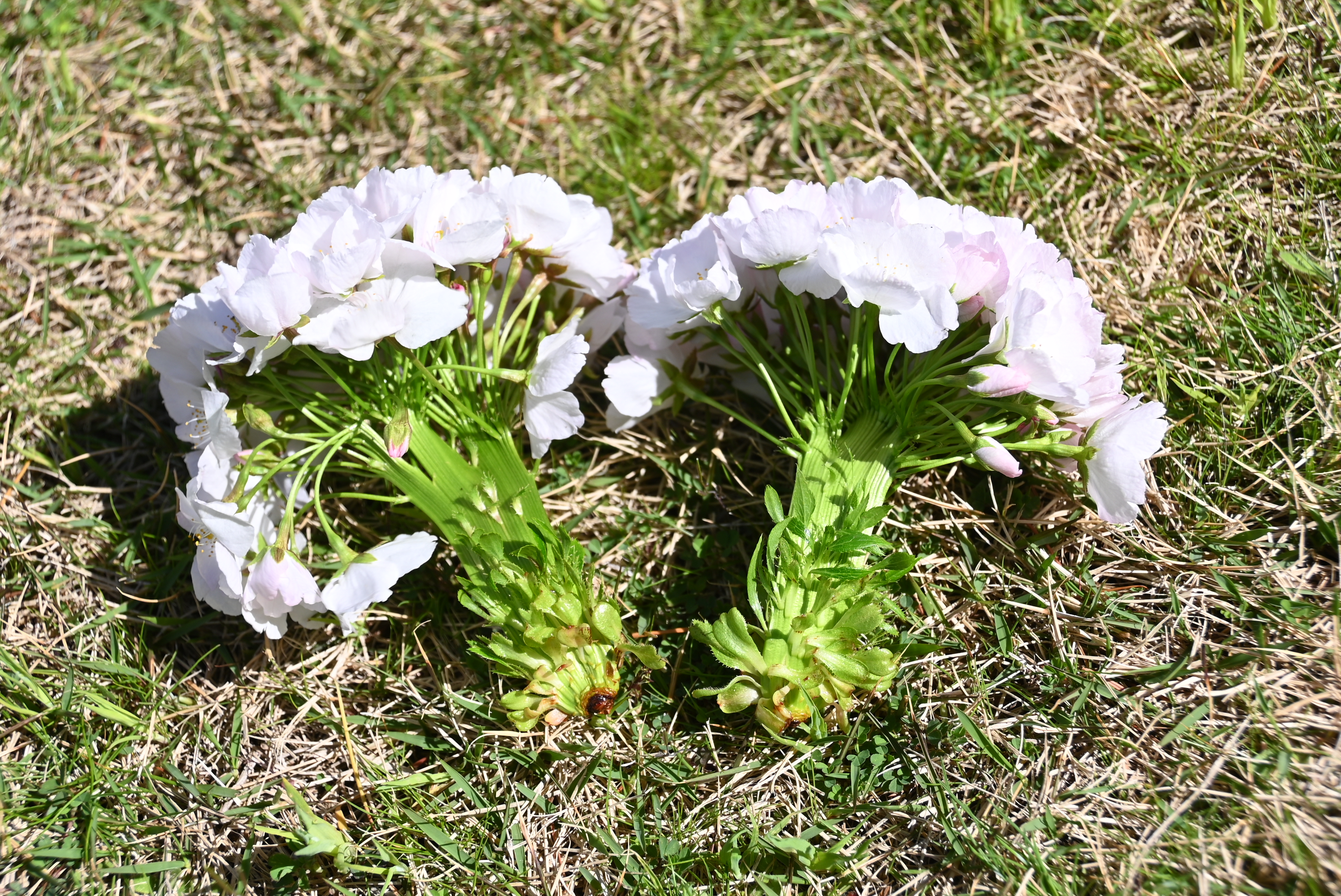 花の茎の部分が平たくなっているのがわかります