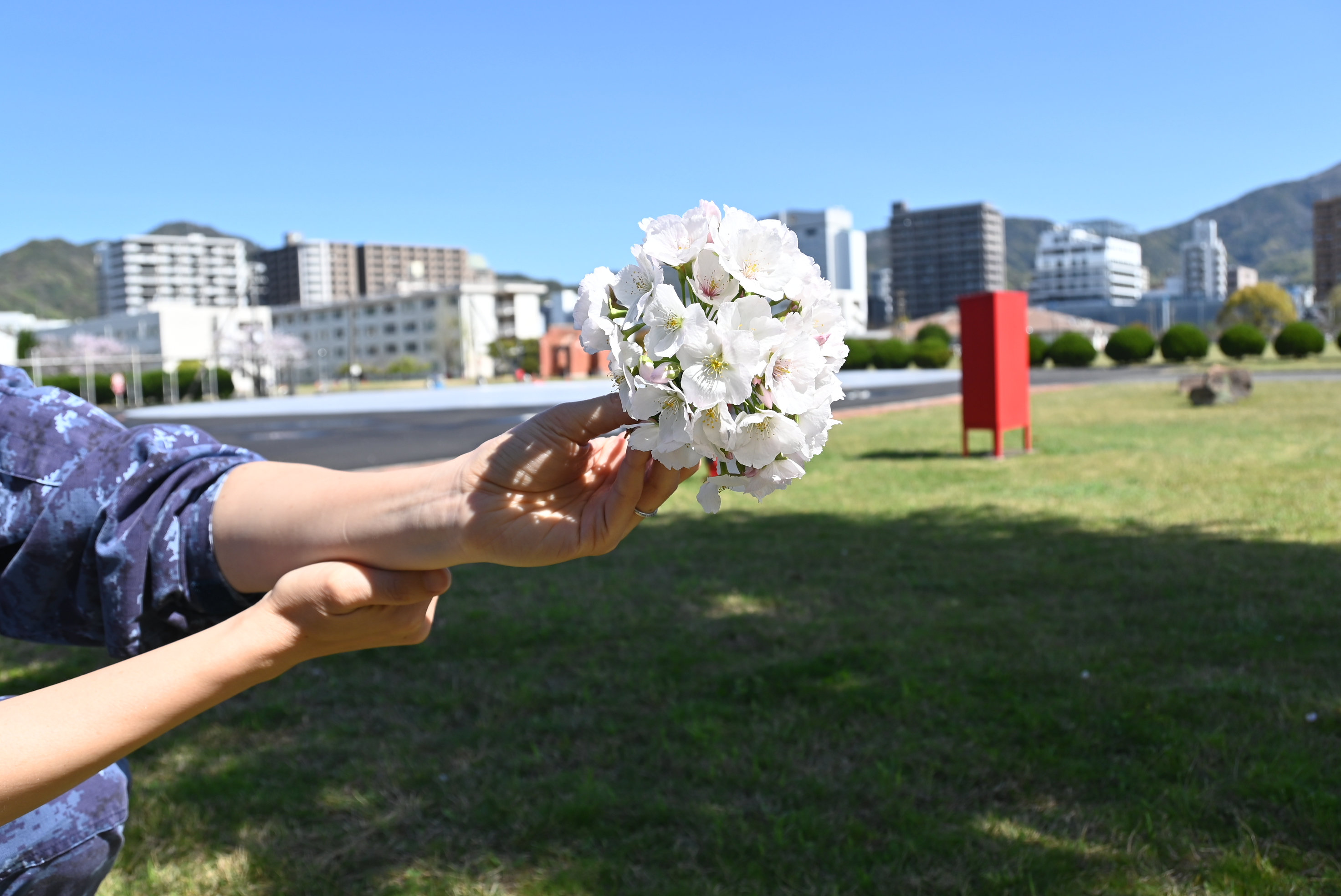 帯化した桜3
