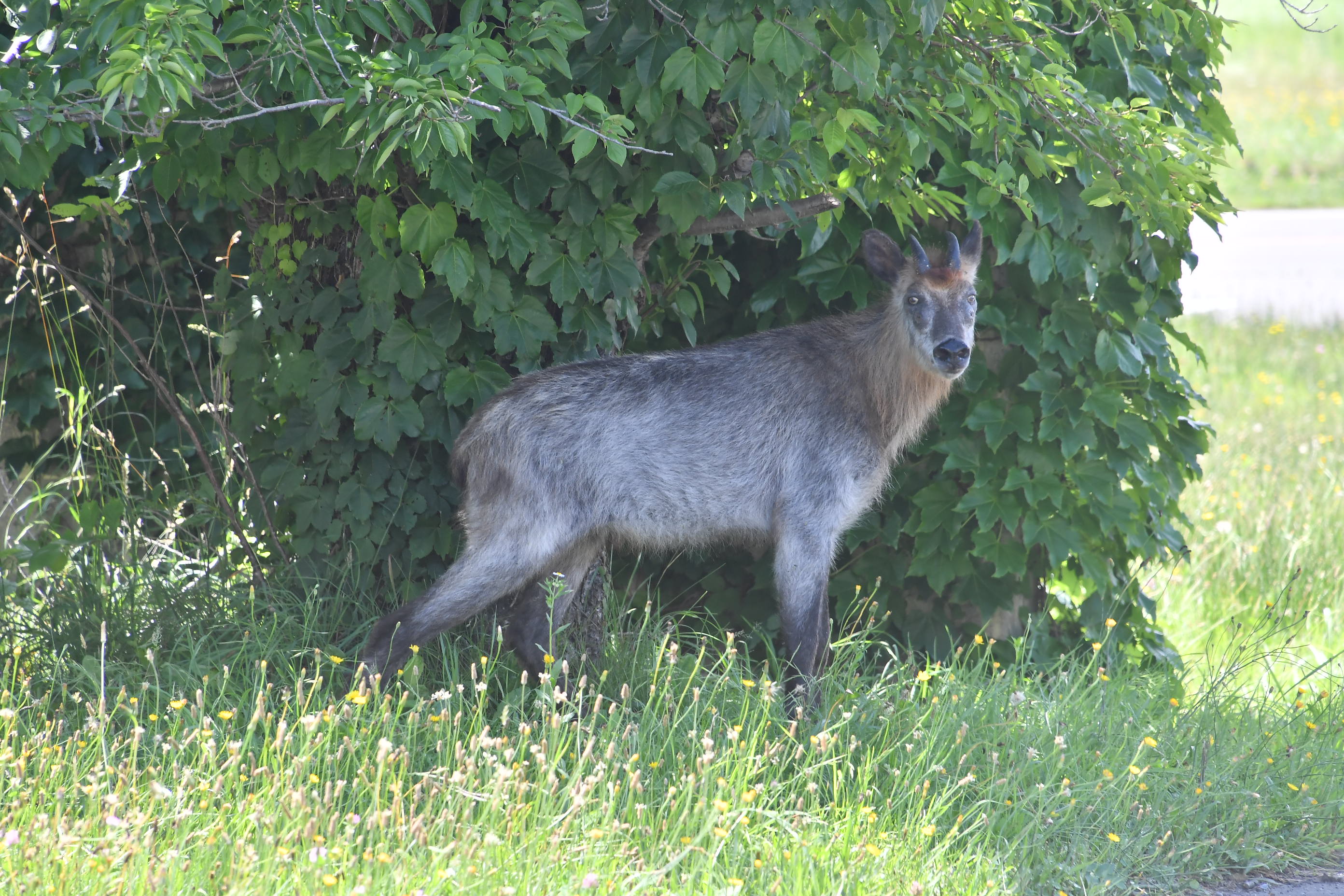 kamosika5