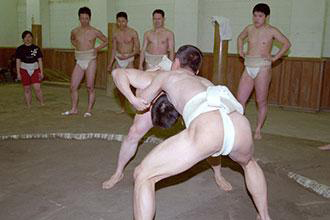 Sumo