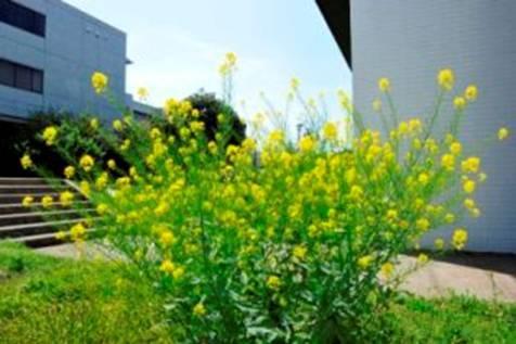 社会科学館東側に咲く菜の花の写真