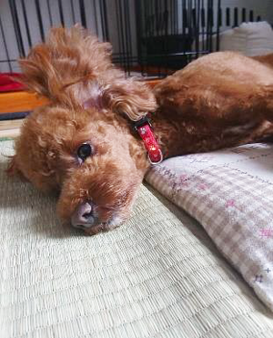 群馬ちほん日記