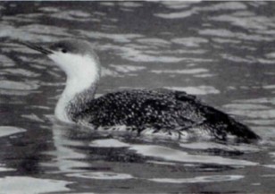 広島県の鳥「あび」 広島県の鳥「あび」