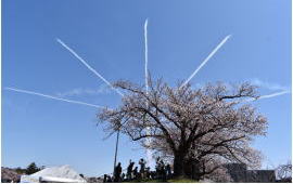 満開の桜と共演 ブルーインパルス展示飛行