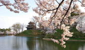 高田の桜