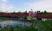 高田城址公園観蓮会
