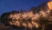 高田城址公園・夜桜