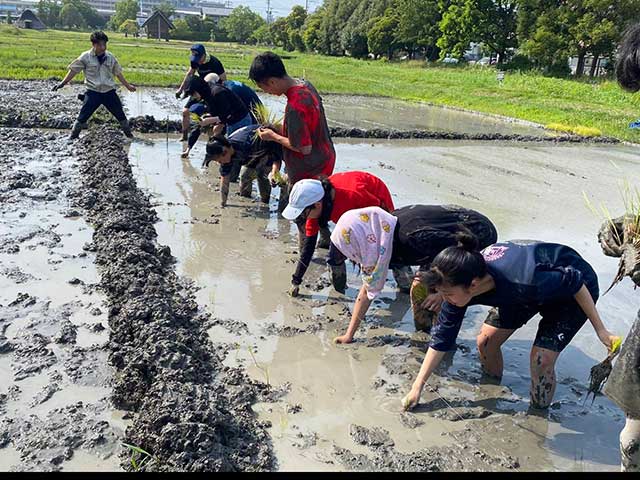 城南高校田植（登呂遺跡）