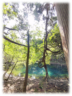 丸池神社